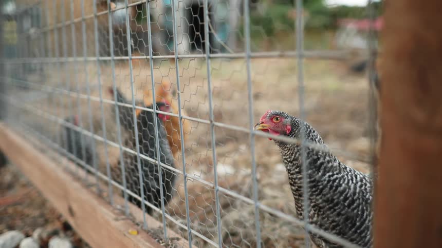 Chickens graze in a pen behind a wired fence