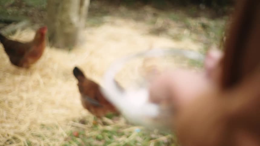 A person wearing a brown robe feeds corn to chickens on the farm