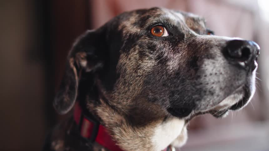 A curious dog is sitting still as it looks around