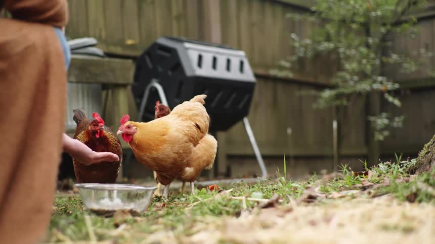 Person crouches down and hand feeds hens in backyard near fence and compost bin