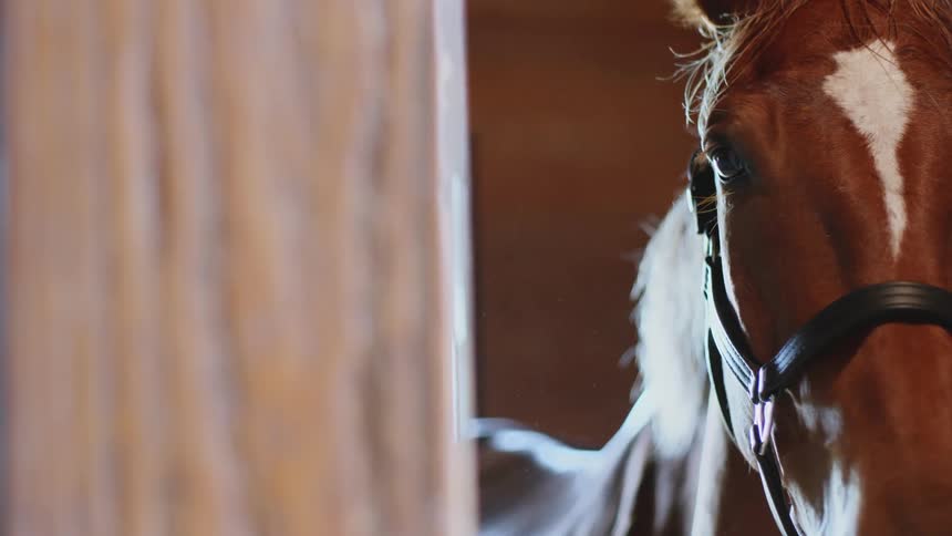 A close view of a horses head