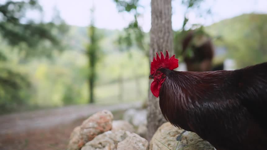 A rooster is on a farm in spring during the day