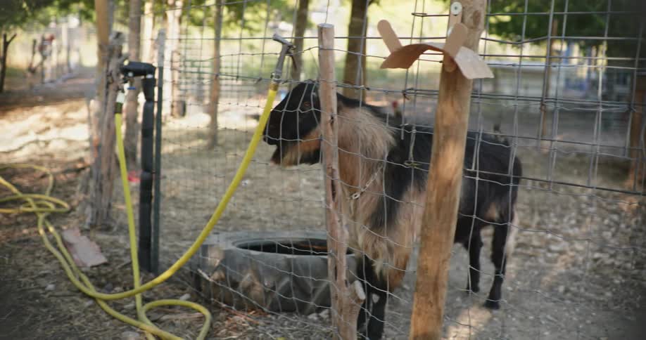 A view of an earless polled LaMancha goat running outdoors in a pen