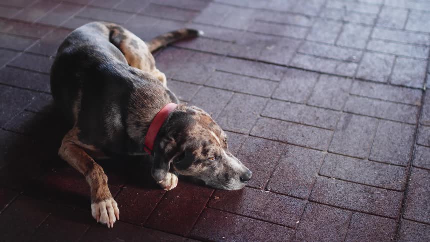 A large dog sleeps on a patio outdoors