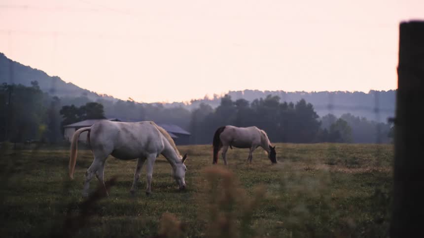 Horse eat grass as they graze in a field behind a fence