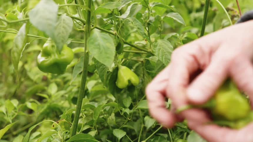 A man is picking peppers from the crops