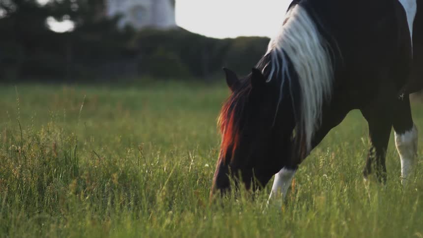 A horse digs its face in a field and eats grass