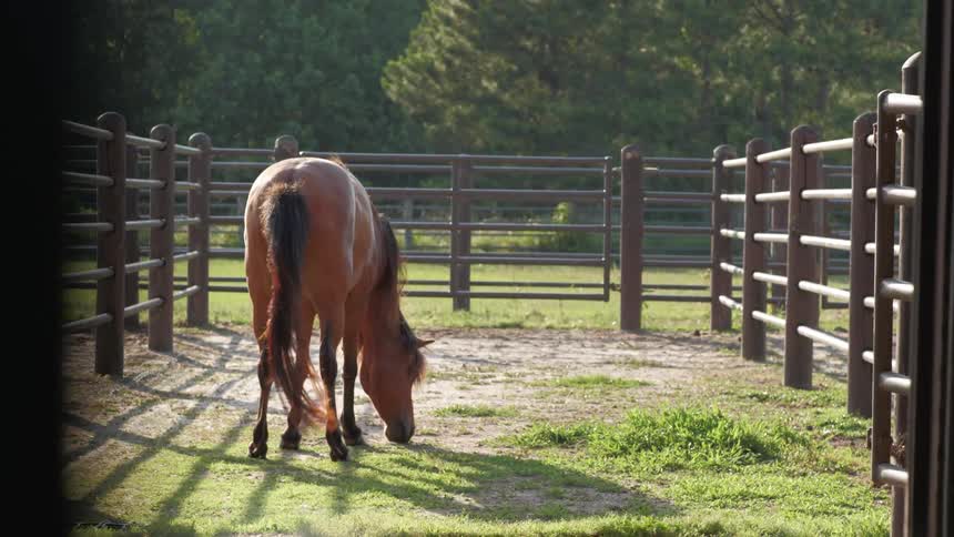 Brown horse stands and grazes on grass on farm