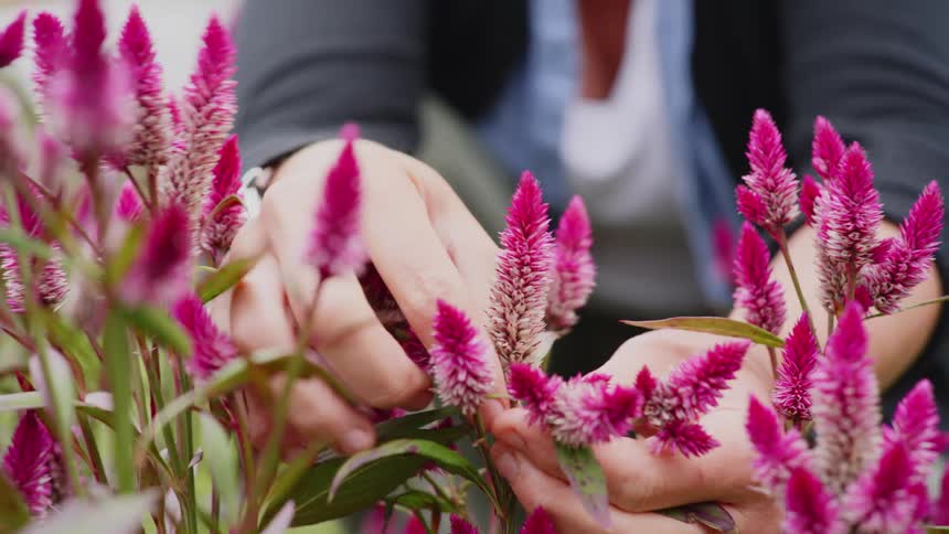 A person is picking flowers in the garden