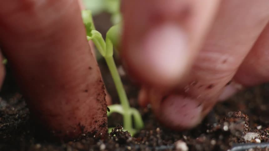 Person transplants seedlings into section of plant tray