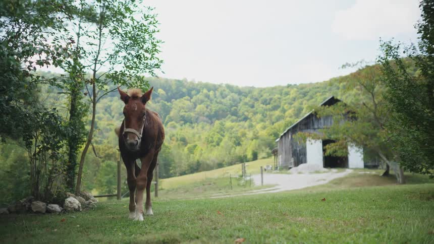 A horse is grazing on some grass then walks forward
