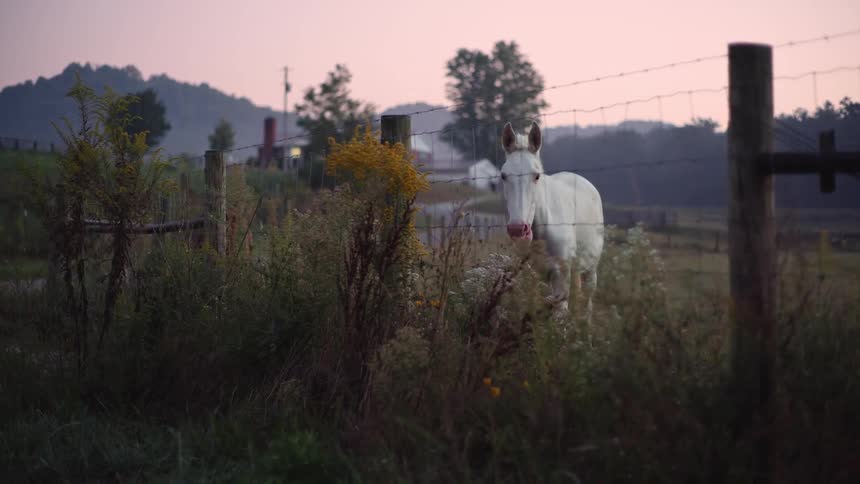 A white horse grazing behind a fence lifts its head as it chews
