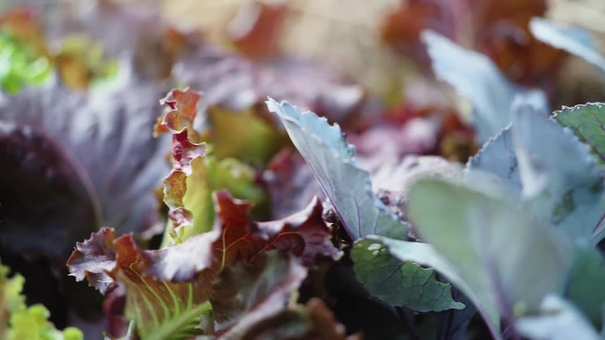 Close up of lettuce with large green leaves
