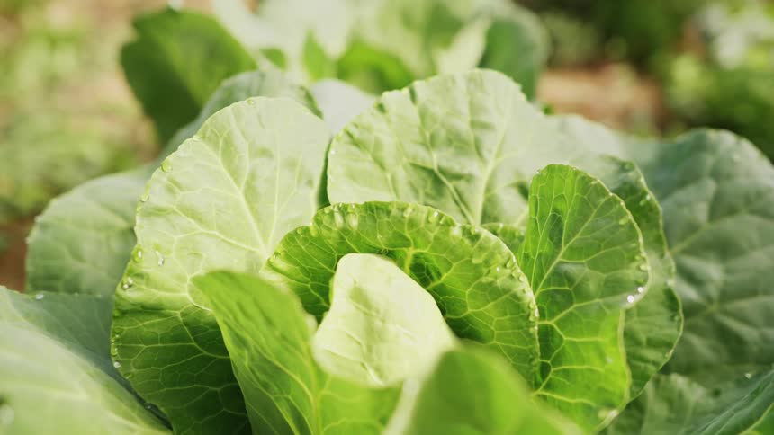 Heads of cabbage are growing in a row
