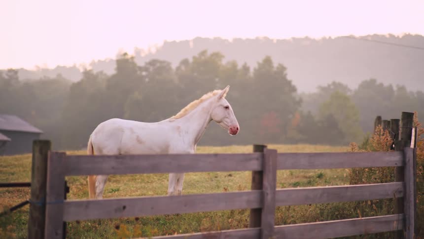 Horses are walking in a field on a country farm on a foggy day