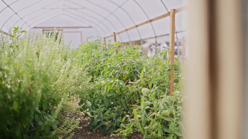 Bees fly around plants under a white canopy