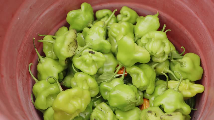 A person tosses green peppers into a red bucket