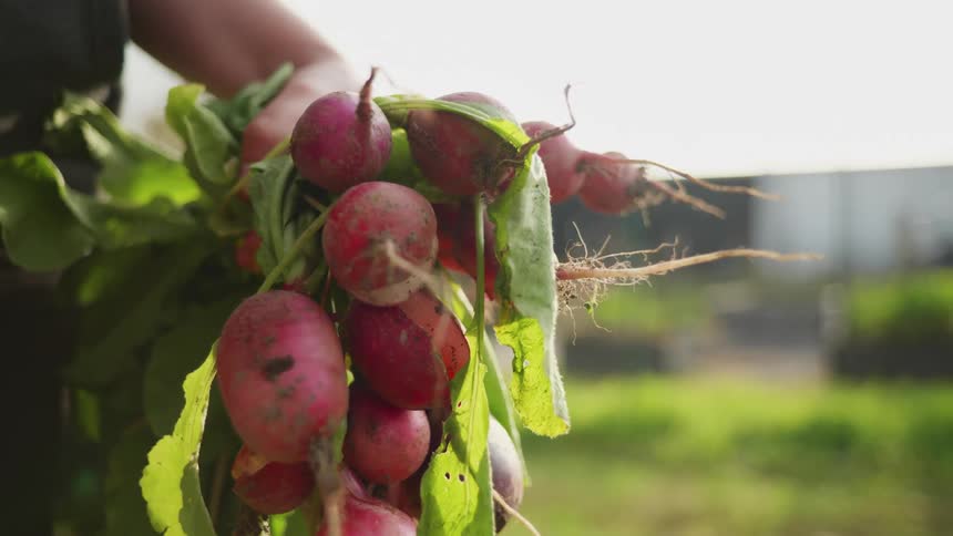 A person holds a bunch of radishes that have just been picked