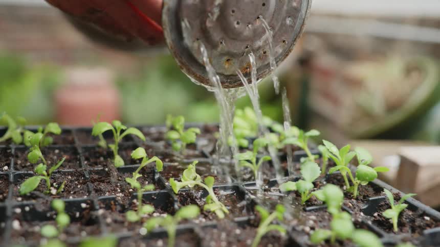 A person is watering small plants in a seedling tray with a watering can in a nursery