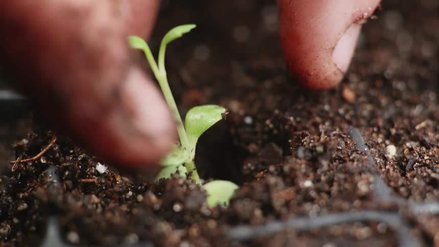 Person planting plants