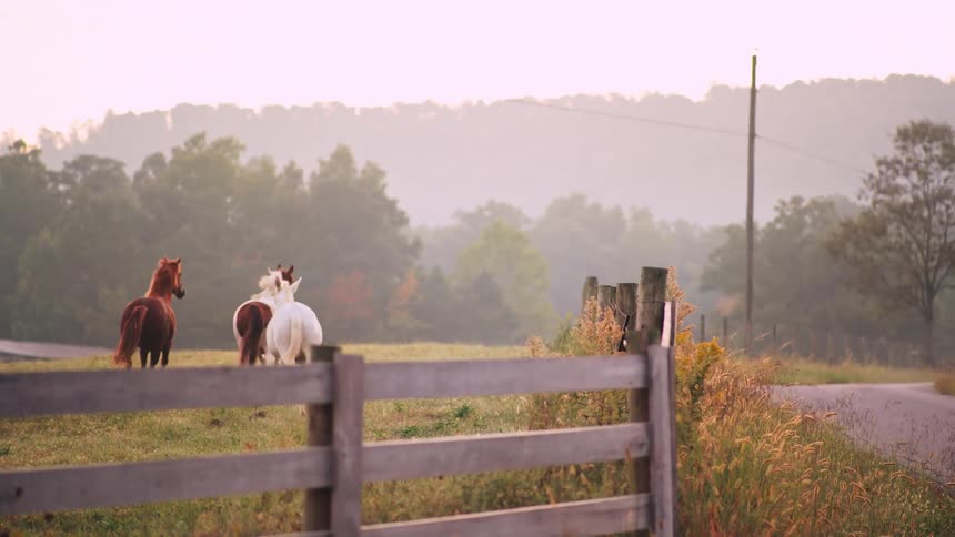 Three horses take off running in a field next to a dirt road