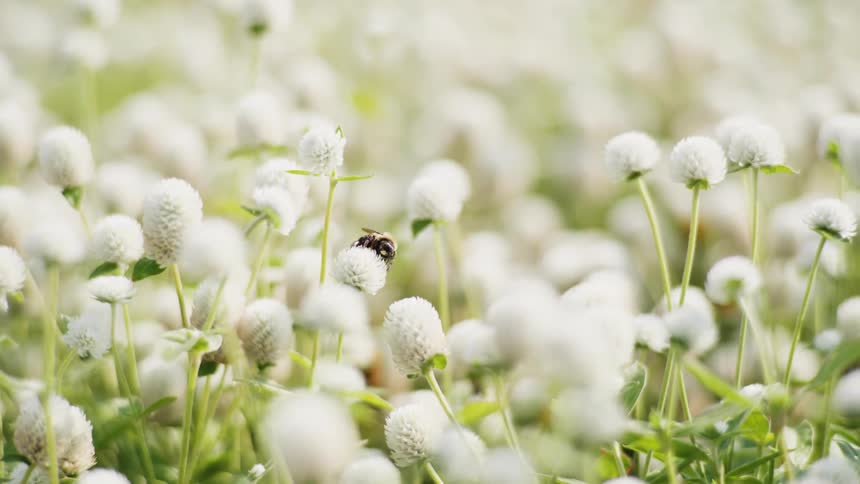 Bee recieving pollen from plant