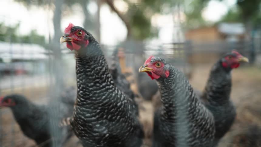 Hens in a wire fence on a rural farm