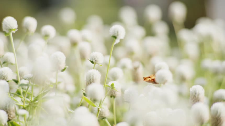 The butterflies fly from flower to flower