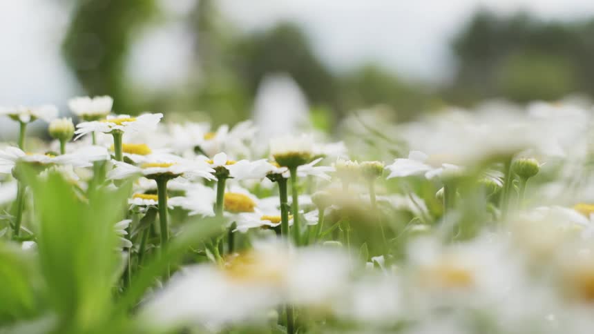 A garden of daisy flowers with a spouting water fountain in the background
