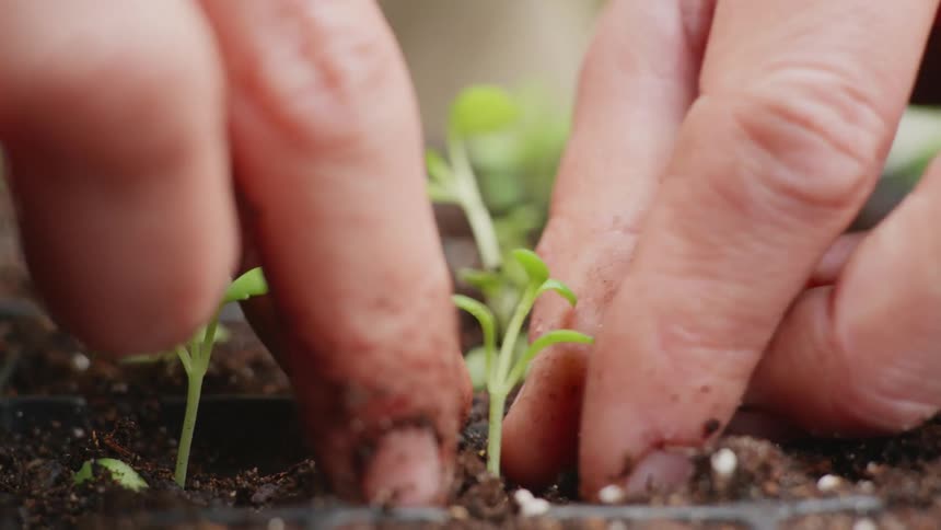 A person uses their finger to poke a hole in the soil of a planter before planting a sprout in the hole