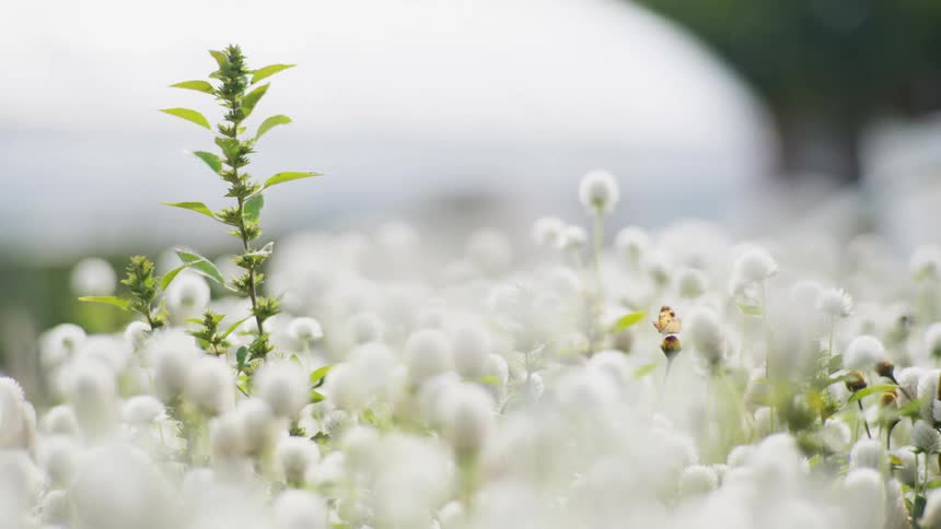 Butterflies flying over a field of white dandelions outdoors