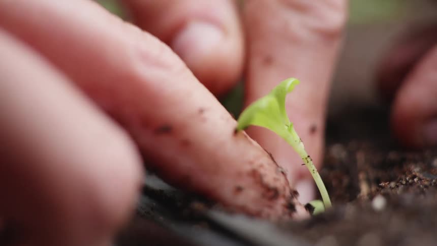 Person planting sprouts on the dirt in a garden