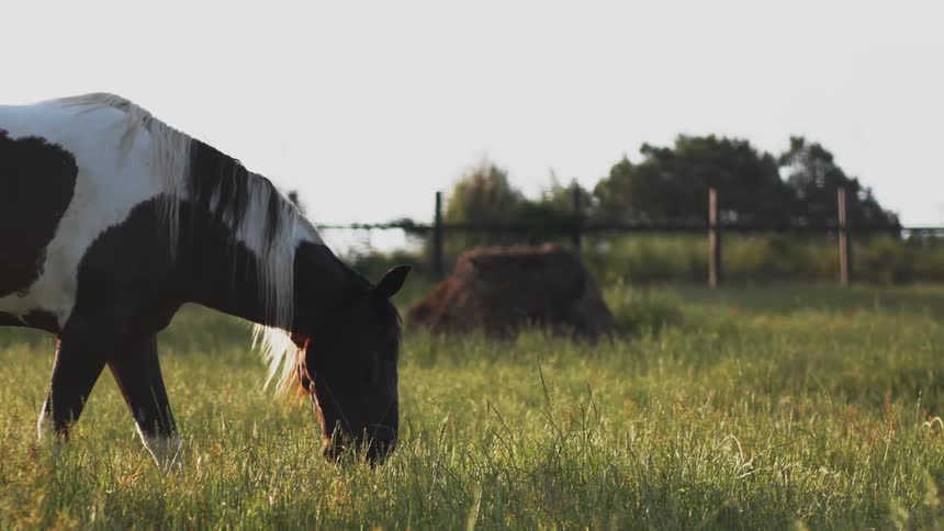 A horse is grazing on the long grass