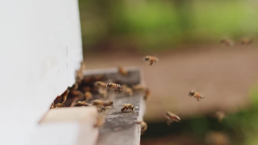 A view of bees flying into a hive