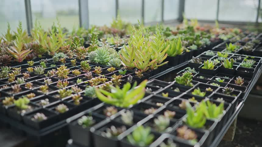 Plant propagation