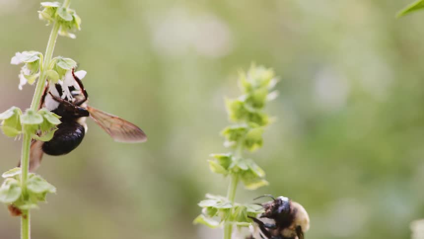 Two bees gathering pollen from flower blossoms