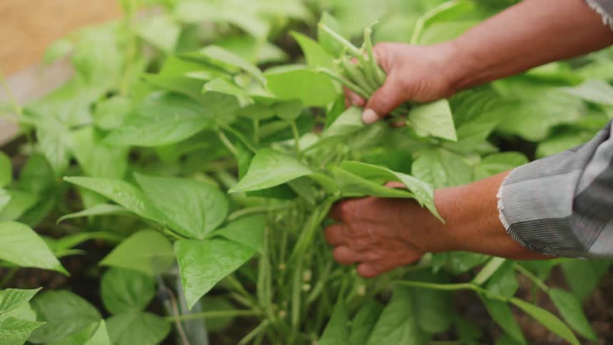 Person farming plants