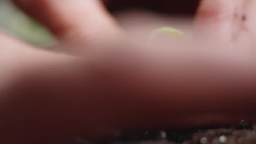 A person planting a small seedling in soil