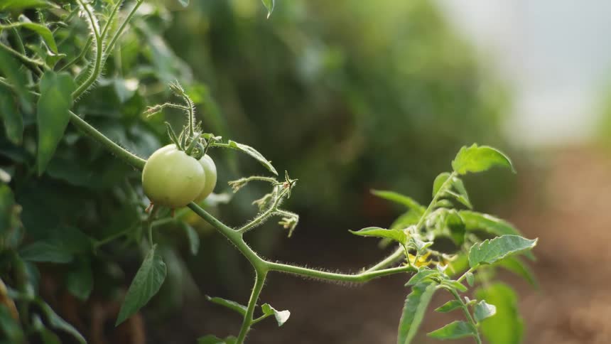 Tomatos growing from plant