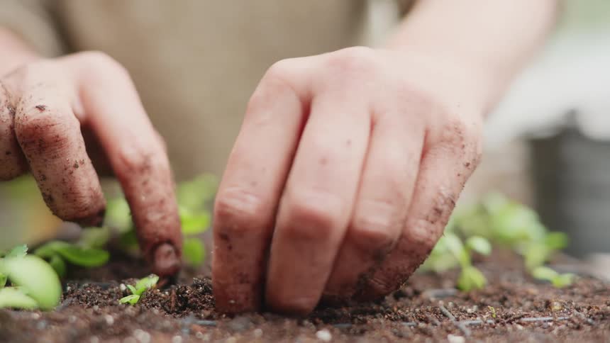 A farmer placing a plant into some soil