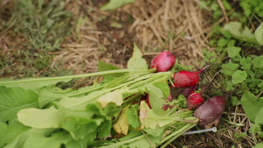A person harvesting radishes from a field