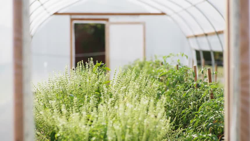 Bumble bees are flying around and landing on plants in a greenhouse