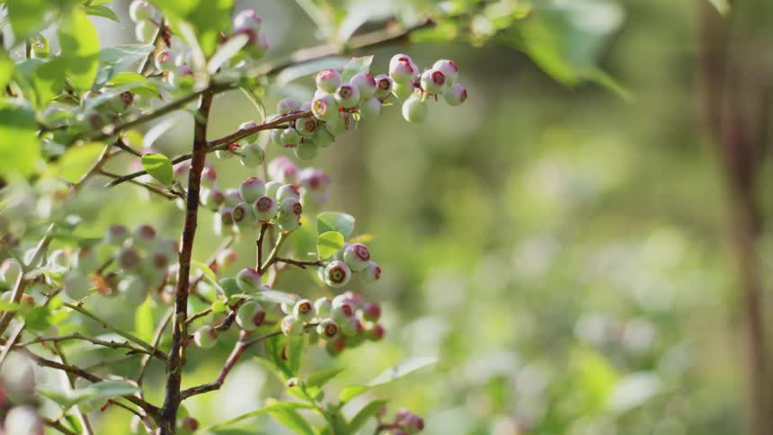 The bushes are covered with berries