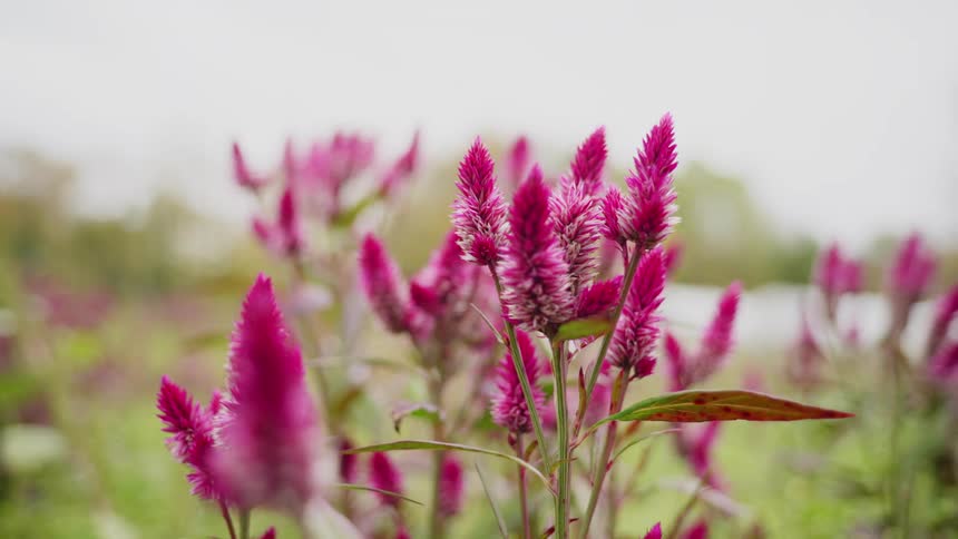 Hot pink flowers in a field on a cloudy day