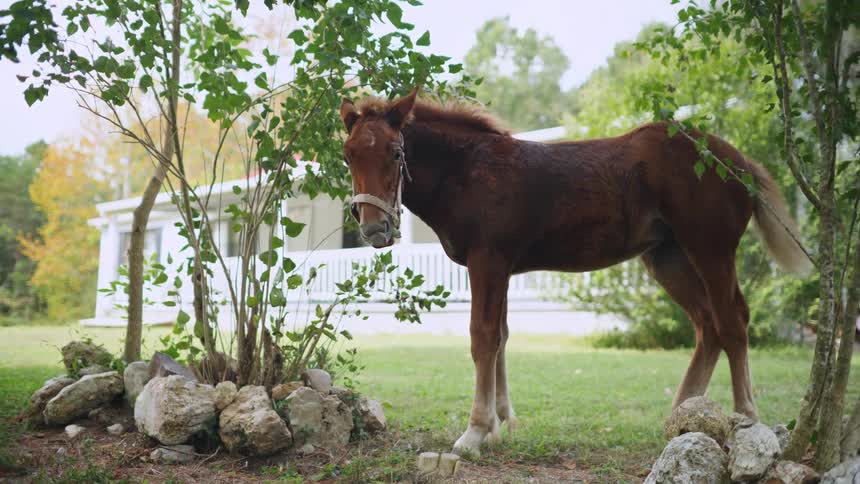 A horse is eating leaves off a bush in a grassy front yard