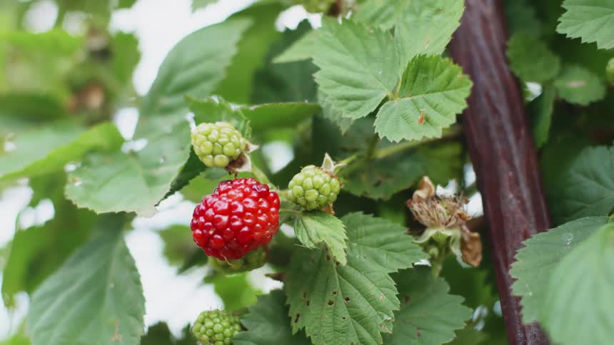 The berry is hanging from the tree