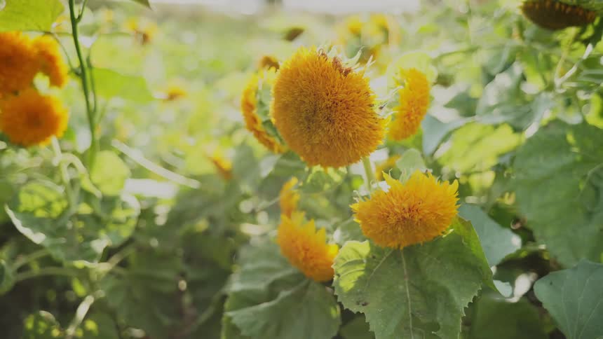 Bright yellow sunflowers growing on a garden at daytime