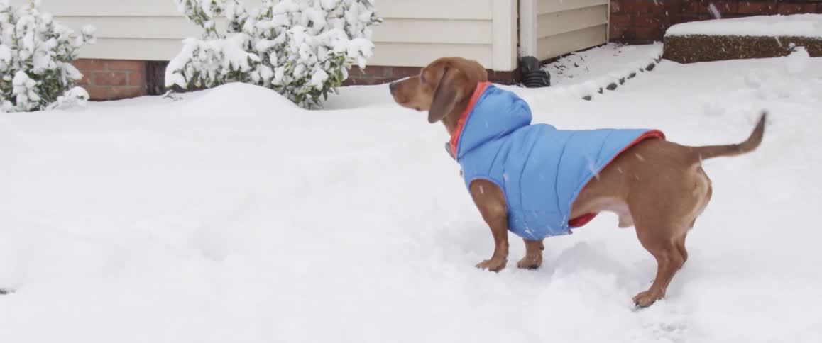 A dog in a vest standing outside in the snow