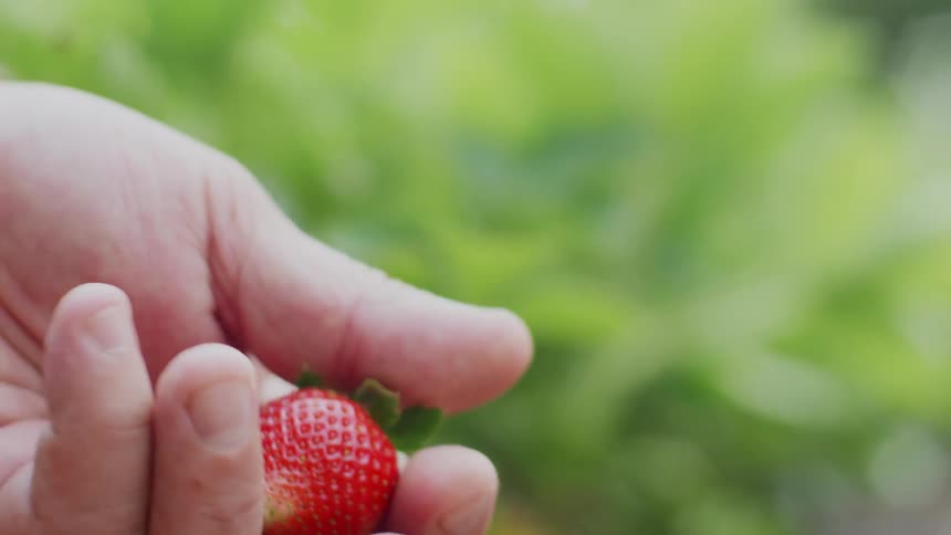 A man rolls a strawberry around in his hand