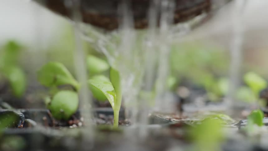 Water is pouring down over new sprouts in a container